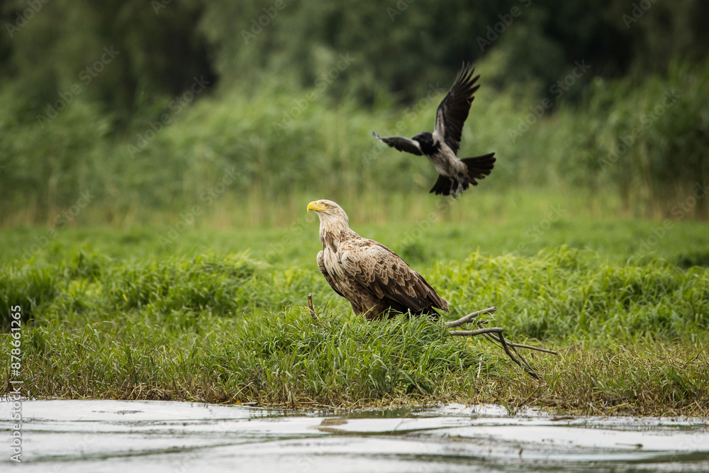 White tailed eagle chased by a craw