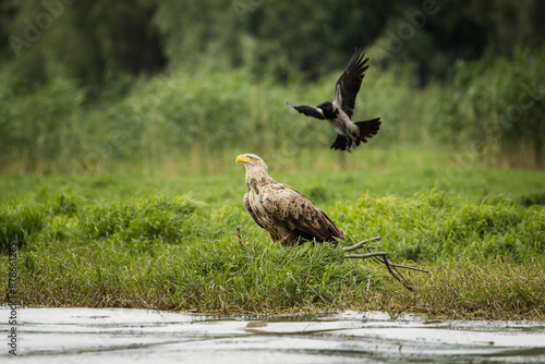 Obraz na płótnie White tailed eagle chased by a craw w salonie