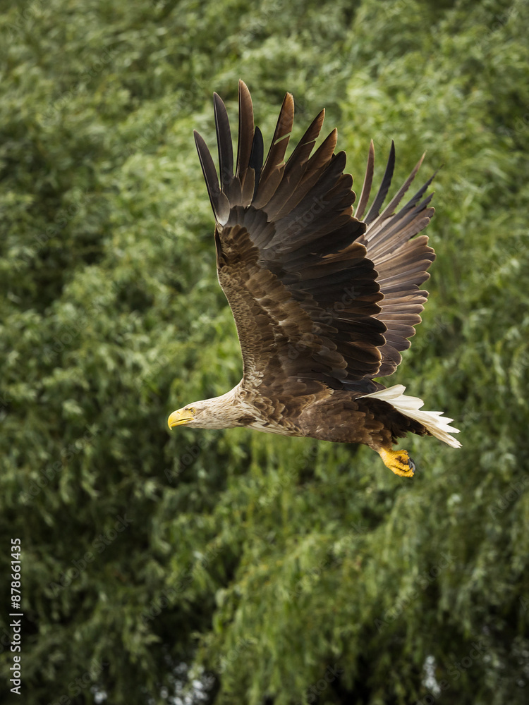White tailed eagle in wild nature