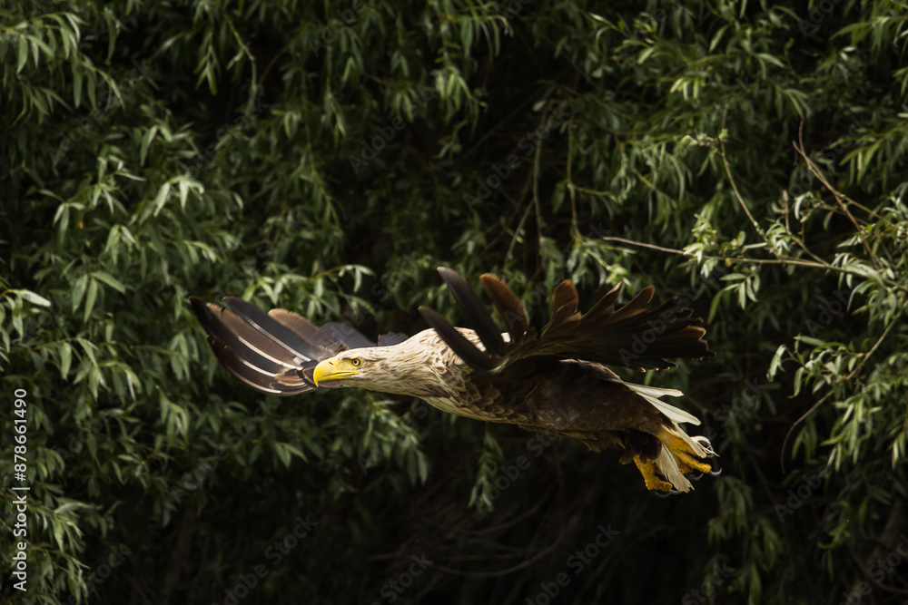 White tailed eagle in wild nature