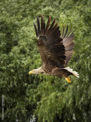 Obraz na płótnie White tailed eagle in wild nature w salonie