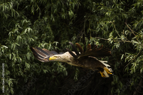 Obraz na płótnie White tailed eagle in wild nature w salonie