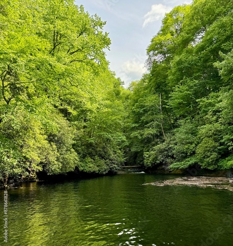 lake in the forest