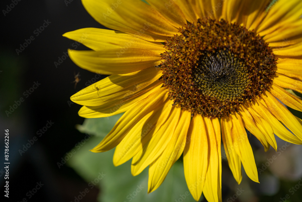 detail of a yellow sunflower with a litlle spider detail of a yellow sunflower with a litlle spider