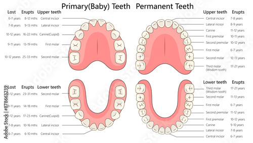 primary and permanent teeth development stages, showing eruption and loss timelines for upper and lower teeth diagram hand drawn schematic vector illustration. Medical science educational illustration