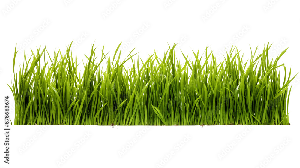 Patch of fresh green lawn grass transparent background. Patch of fresh green lawn grass transparent background.