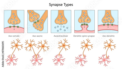 synapse types axo-somatic, axo-axonic, axoextracellular, dendritic spine, and axo-dendritic connections diagram hand drawn schematic vector illustration. Medical science educational illustration