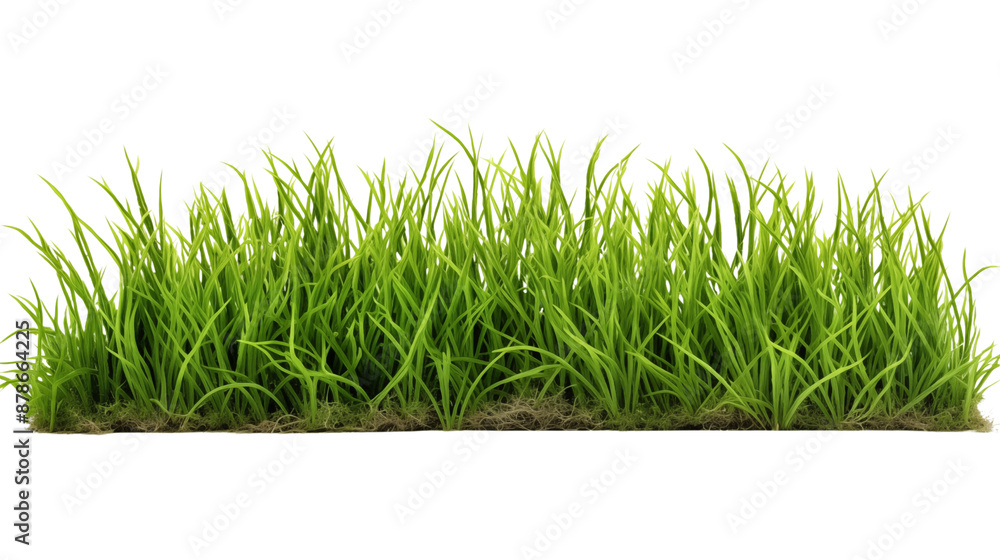 Patch of fresh green lawn grass transparent background. Patch of fresh green lawn grass transparent background.