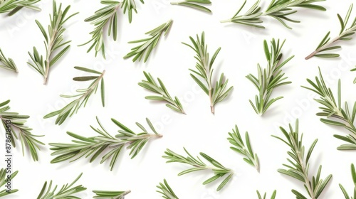 Fresh rosemary sprigs pattern. Green rosemary sprigs arranged in a repeating pattern on a white backdrop.