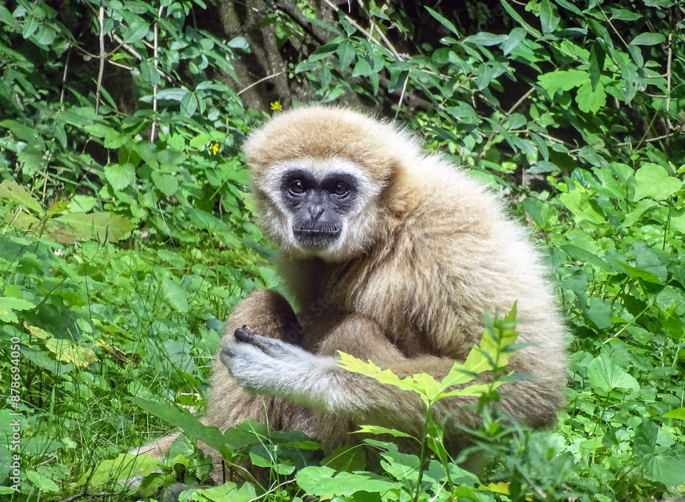 Fototapeta premium Lar Gibbon (Hylobates lar) monkey among green leaves in summer