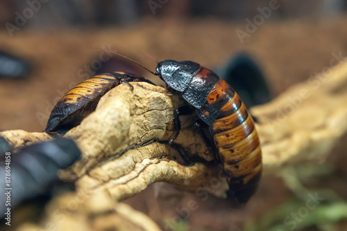 фотографія Madagascar hissing cockroach on a branch close-up