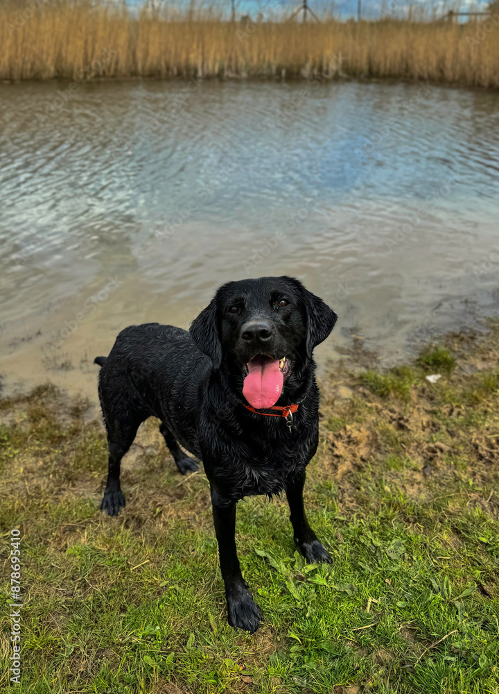 Dogs and their friends getting wet on a walk Dogs and their friends getting wet on a walk