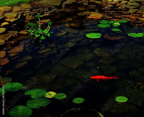 Goldfish Pond