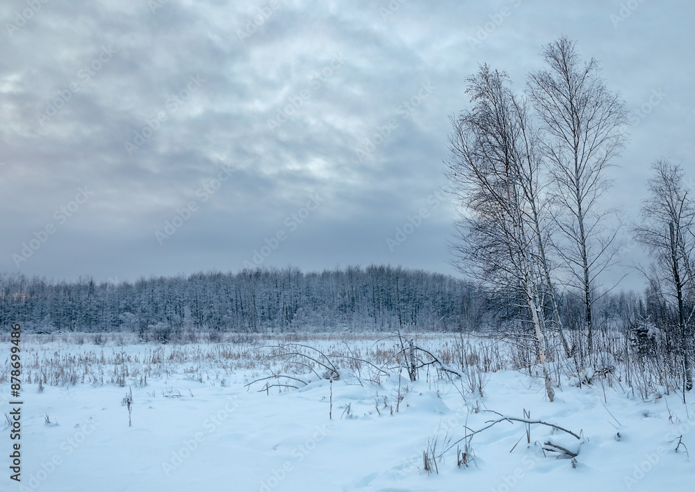 Birch trees standing on snowy field with cloudy sky Birch trees standing on snowy field with cloudy sky