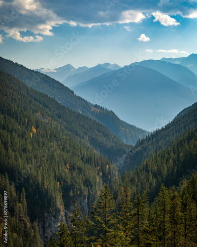 Evergreen coniferous forest covering mountain valley on sunny day