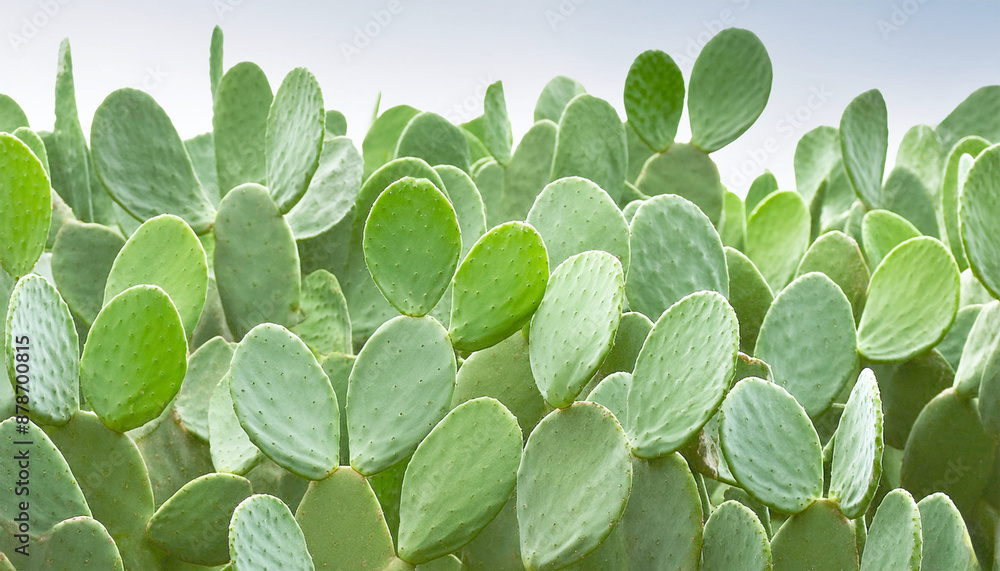 Background of prickly pear cactus, full frame. Background of prickly pear cactus, full frame.
