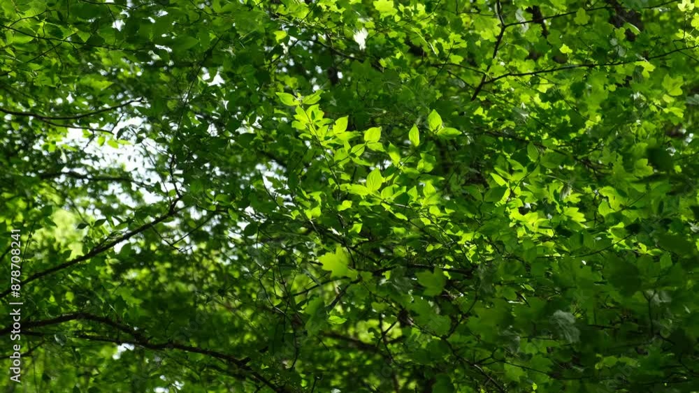 Green leaves sun wind. Beautiful natural summer background. Blurred bokeh of green leaves sparkle in the bright rays of the sun. A light cool breeze stirs a twig of green beech. Summer morning concept