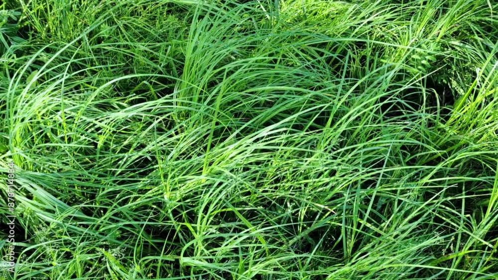 Waving green grass background. Green meadow grass. Waving green grass background. Green meadow grass.