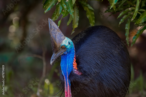 Southern cassowary (Casuarius casuarius)