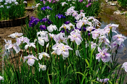 豊津のハナショウブ