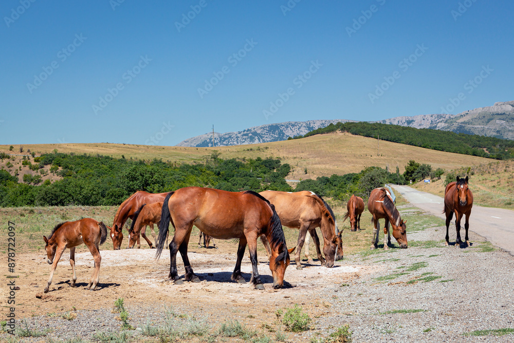 Horses are walking in the mountains of Crimea. A herd of horses grazing in a field. Rural landscape.