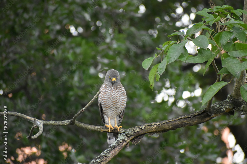 tailed hawk perched on branch tailed hawk perched on branch