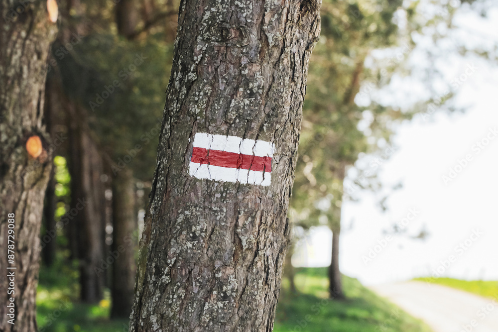Fototapeta premium Walking trail background. Red forest path. Brown tree trunk. Guide sign made with paint. Symbol points right way to go. Forest navigating map. Bieszczady National Park in Poland. Red hiking trail.