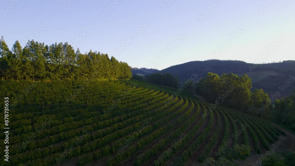 Coffee farm in the interior of Minas Gerais, starting work at sunrise Coffee farm in the interior of Minas Gerais, starting work at sunrise