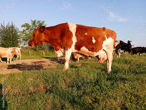 Spotted red cow in summer pasture during sunset. Topics of farming, agriculture and animal husbandry.