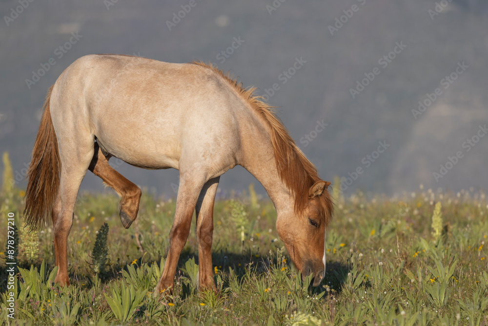 Beautiful Wild Horse in the Pryor Mountains Montana in Summer Beautiful Wild Horse in the Pryor Mountains Montana in Summer