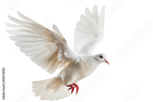 White Dove in Flight Isolated on White Background 