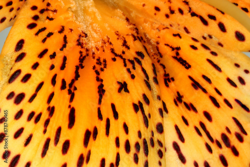 Obraz na plátne Tiger Lily Spots 05