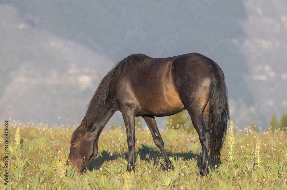 Beautiful Wild Horse in the Pryor Mountains Montana in Summer Beautiful Wild Horse in the Pryor Mountains Montana in Summer