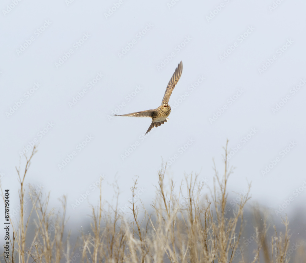Eurasian skylark (Alauda arvensis) flying in the sky in spring. Eurasian skylark (Alauda arvensis) flying in the sky in spring.