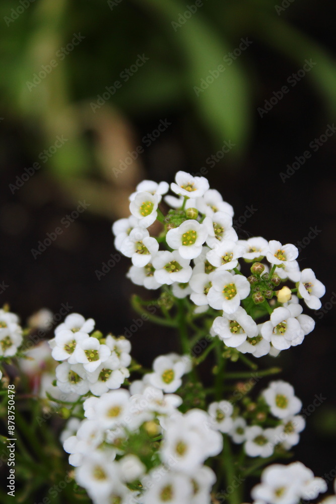 White alyssum closeup in the garden macro White alyssum closeup in the garden macro