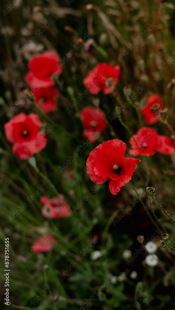 Close up of red poppy flowers in a field Close up of red poppy flowers in a field