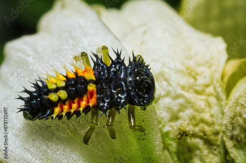 Harmonia axyridis, asian lady bug photo