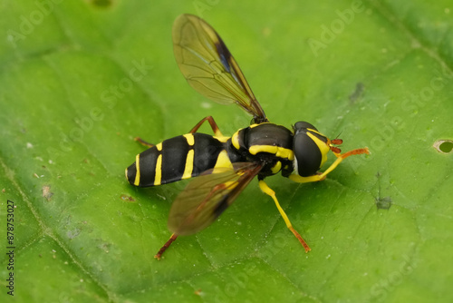 Closeup on the colorful European Superb ant-hill howverfly, Xanthogramma pedissequum on a green leaf photo