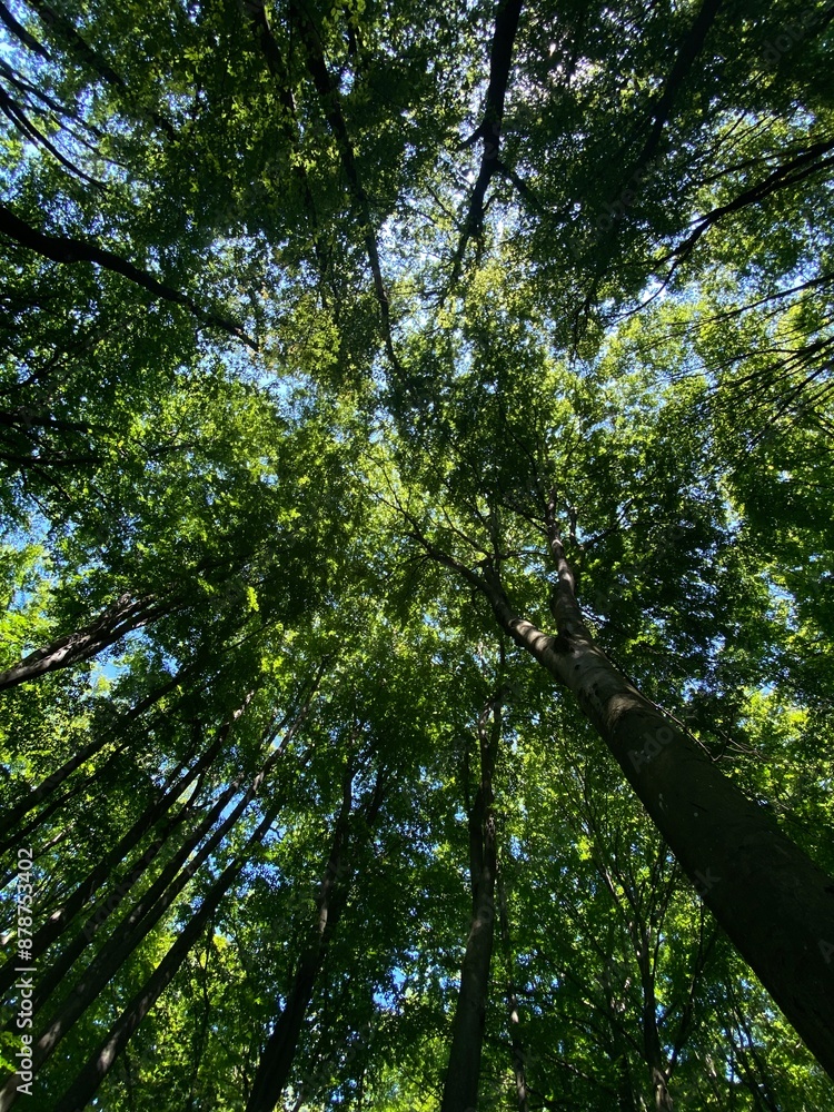 Fototapeta premium trees in the forest