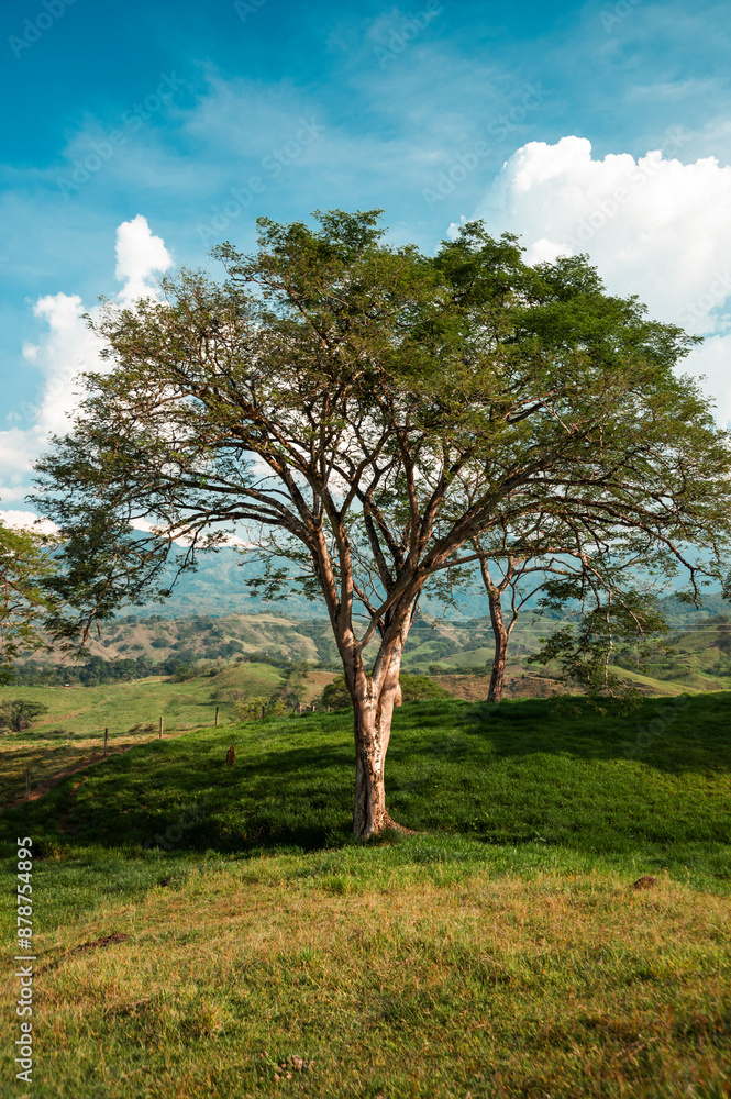 Landscape with tree and view of the mountains in Tamesis, Antioquia, Colombia. Landscape with tree and view of the mountains in Tamesis, Antioquia, Colombia.