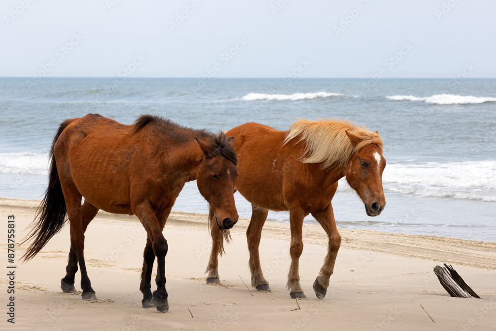 Four - Wheel Beach in Corolla, Outer Banks, North Carolina, USA Four - Wheel Beach in Corolla, Outer Banks, North Carolina, USA