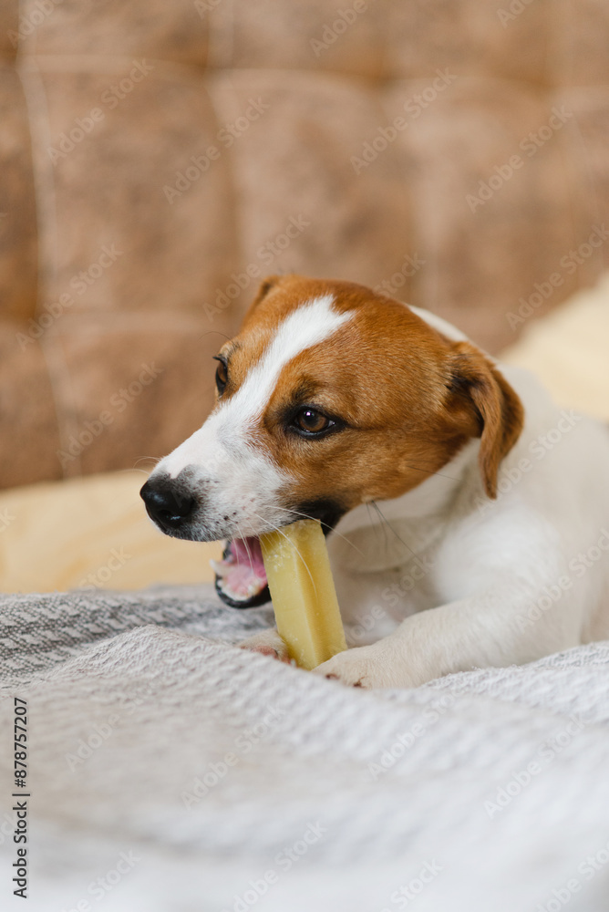 A cute Jack Russell Terrier dog lying on the sofa at home and eating a cheese stick. Dog living his best life A cute Jack Russell Terrier dog lying on the sofa at home and eating a cheese stick. Dog living his best life