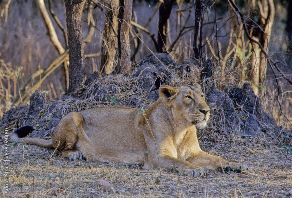 Naklejka premium Asiatic lion