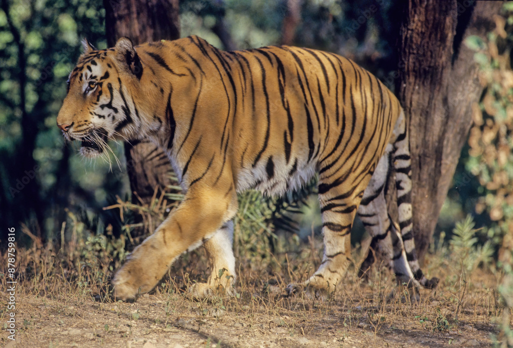 Obraz premium Bengal tiger