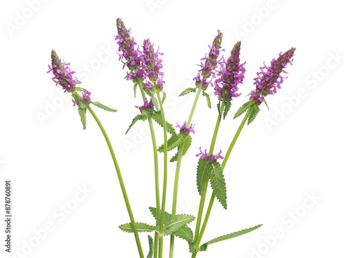 Purple flowers of hedgenettle isolated on white, summer wild flowers, Stachys officinalis