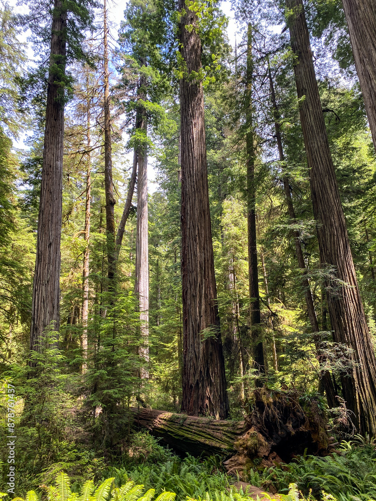 Fototapeta premium Redwood trees 