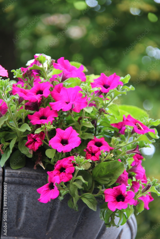 Flores de Petunia rosa num vaso pendurado Flores de Petunia rosa num vaso pendurado