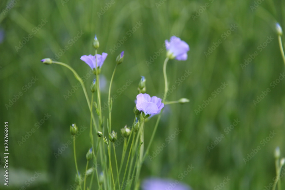 Nemophila, flores azuis no campo Nemophila, flores azuis no campo