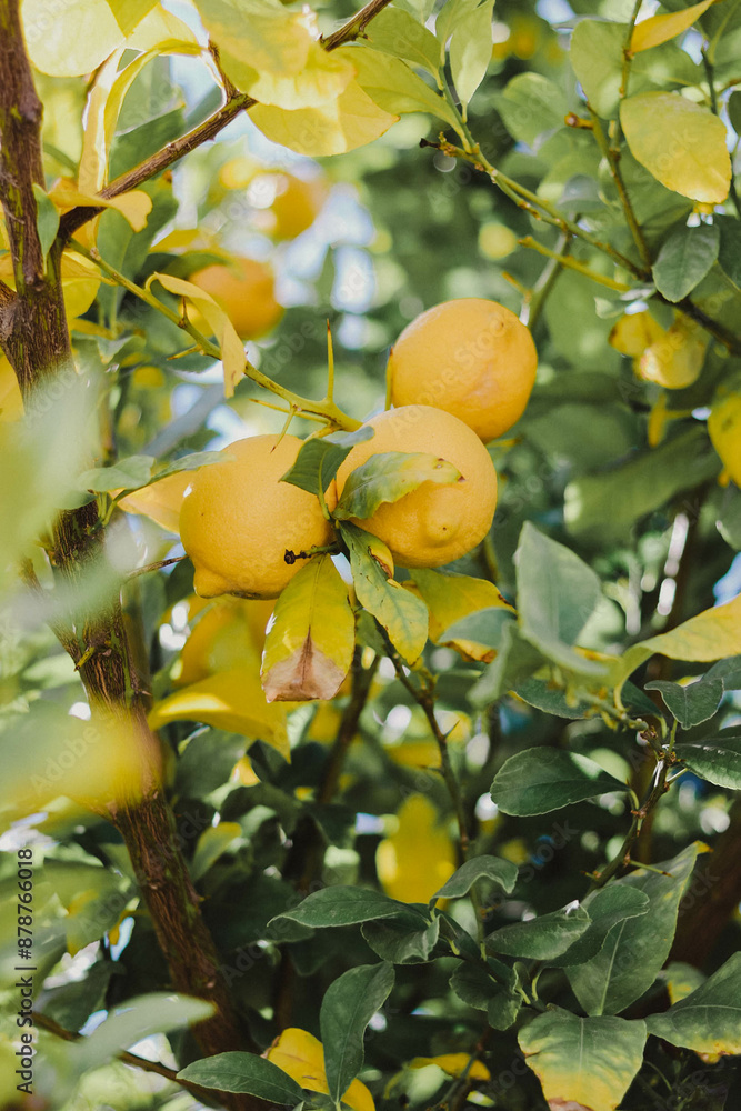 Lemons Lemons