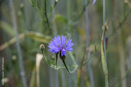 Centaurea Cyanus, conhecida como Escovinha, botão de solteiro, Centáurea.  photo